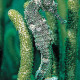 Fiesta-Americana-Cozumel-Dive-Resort-Gallery/Service-08.jpg