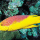 Fiesta-Americana-Cozumel-Dive-Resort-Gallery/Service-11.jpg