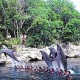 Occidental-Grand-Xcaret-Gallery/016 Dolphin Show.jpg