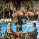 Riu-Mambo-Gallery/Bar-02.jpg