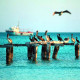 Wayak-Gallery/Pelicans-01.jpg