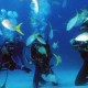 diving