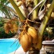 Alberca Baja