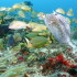 Morning Glory Snorkel