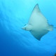 snorkeling-adventure-snorkeling-adventure
