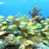 Snorkeling Adventure