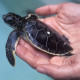 02_Tortugas-xcaret