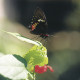 05_Mariposa-xcaret