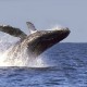 whale_01