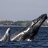 Whale Photo Safari