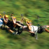 Flying Tortuga Zip Lines
