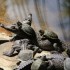 Tortugas y Cocodrilos Ecotour