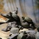 Bahías Plus cocodrilos y tortugas, ecotour