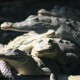 Bahías Plus cocodrilos, ecotour