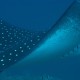 swiss-divers-acapulco-eagle-ray-mexico