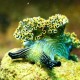 swiss-divers-acapulco-nudibranch-rock