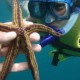 swiss-divers-acapulco-sea-star-in-acapulco