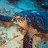 Buceo Nocturno en Acapulco