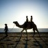 Mexican Outback and Camel Experience