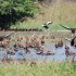 Tour a Laguna de Manialtepec