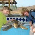 Tortugas y Manglares