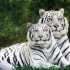 Africam Safari
