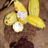 Ruta del Cacao al Chocolate