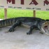 Tour a los Everglades y Miami