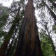 Redwoods Treetops,Escape a Redwoods y la Ruta del Vino