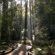 Redwoods with Sunlight,Escape a Redwoods y la Ruta del Vino
