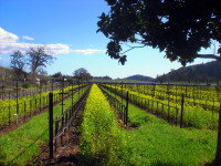 Logo tour Escape a Redwoods y la Ruta del Vino