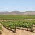 Old Wine Route