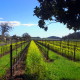Wine Country Vines,Tour para Amantes del Vino
