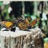 Santuario de la mariposa Monarca