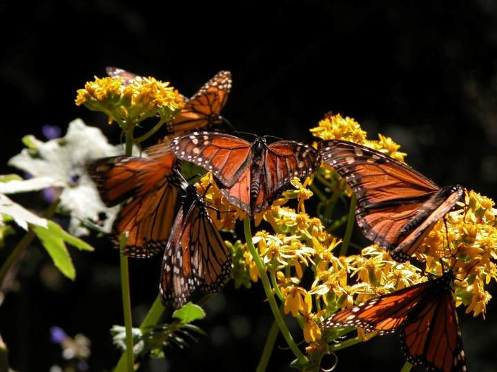 Fotos de Santuario de la mariposa Monarca desde Morelia