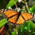 Mariposa Monarca