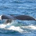 Avistamiento de Ballenas
