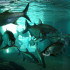 Acuario y Museo del Mar del Rodadero