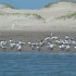 Bahía de Topolobampo y Santuario de Delfines