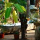 Cayuco Jardin Macondo