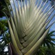 Jardin Macondo (2)