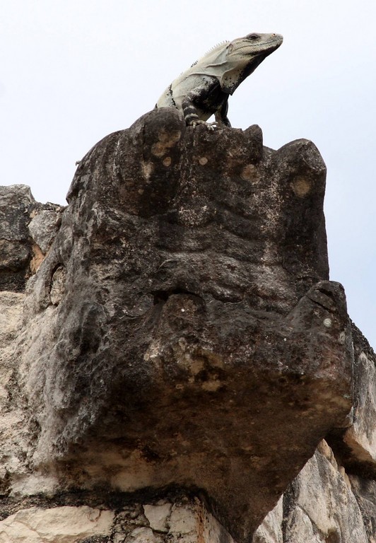 Iguana en Chichén Itzá