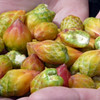 Cabuches,San Luis Potosí, Mexico